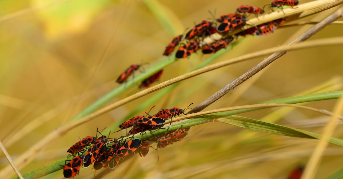 Macro shot of firebugs clustering on grass outdoors in summer, showcasing their vibrant red and black colors.